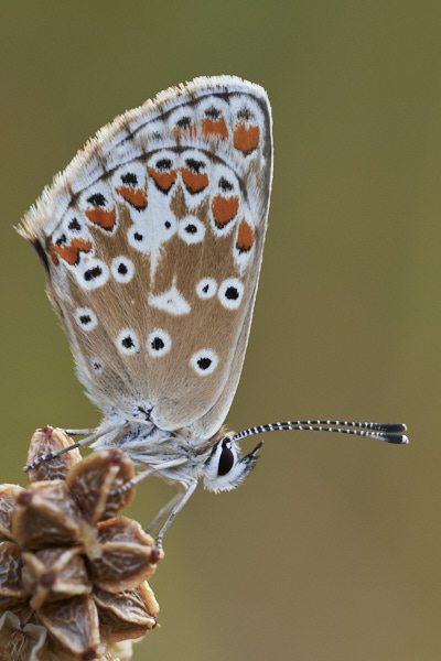 Image of a Brown Butterfly