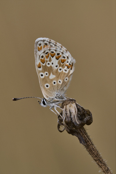 Image of a Brown Butterfly