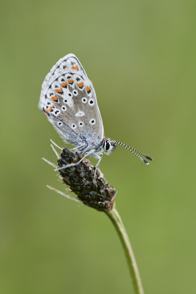 Image of a Brown Butterfly