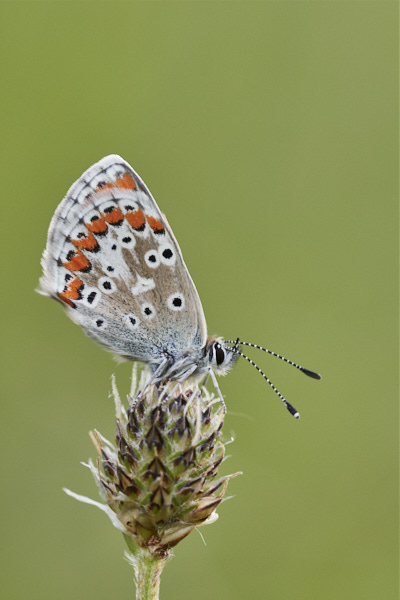 Image of a Brown Butterfly
