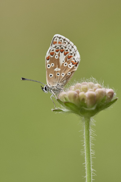 Image of a Brown Butterfly