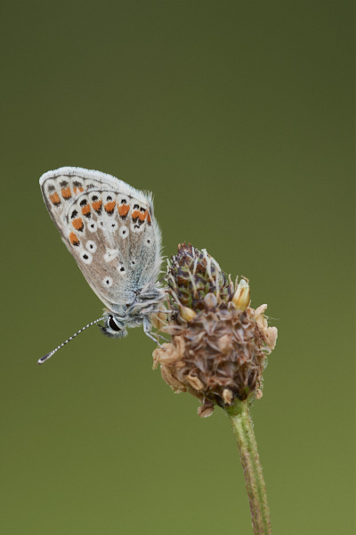 Image of a Brown Butterfly