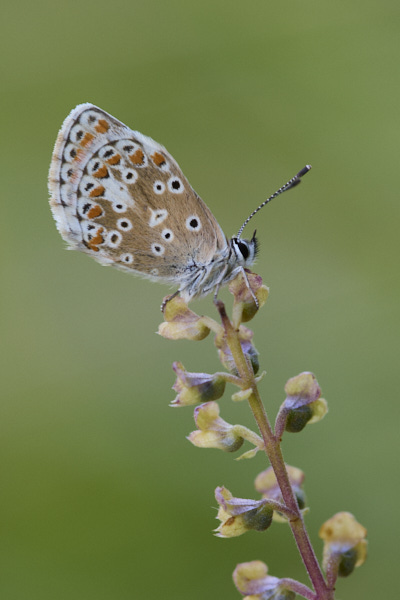 Image of a Brown Butterfly