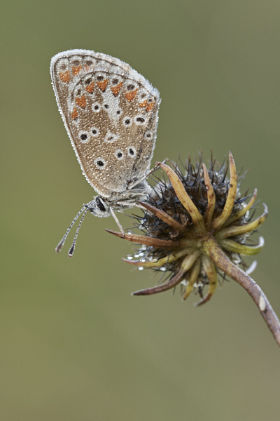 Image of a Brown Butterfly