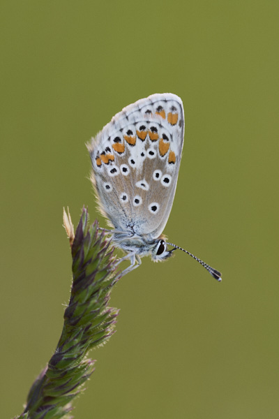 Image of a Brown Butterfly