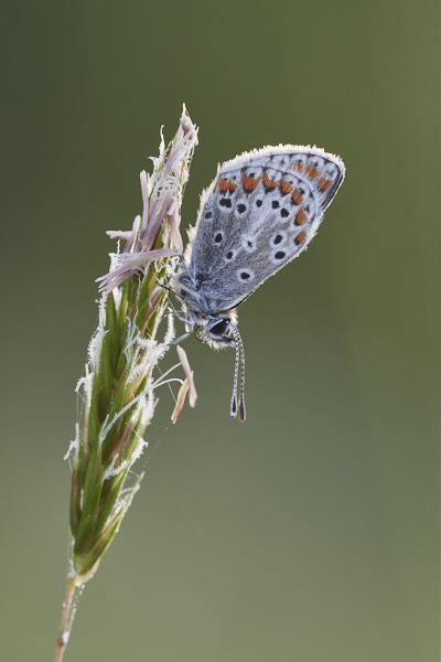 Image of a Brown Butterfly