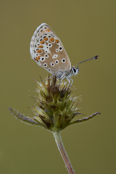 Image of a Brown Butterfly