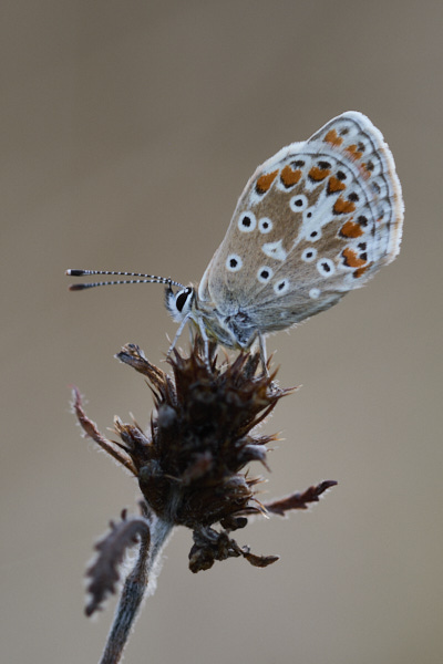 Image of a Brown Butterfly