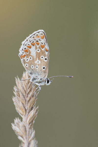 Image of a Brown Butterfly