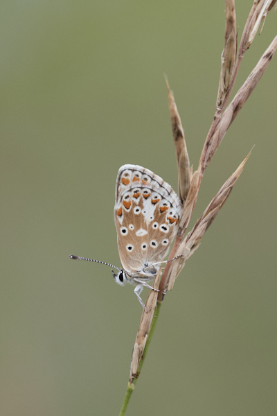 Image of a Brown Butterfly