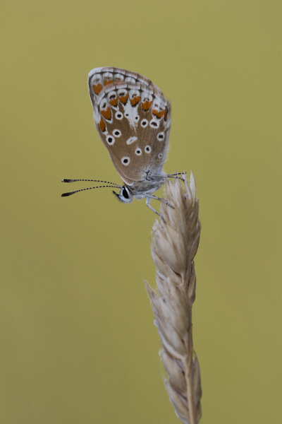 Image of a Brown Butterfly
