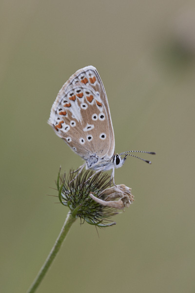 Image of a Brown Butterfly