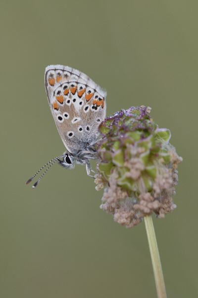 Image of a Brown Butterfly
