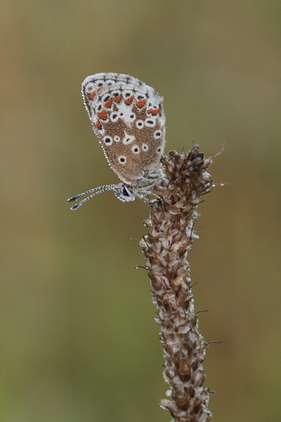 Image of a Brown Butterfly