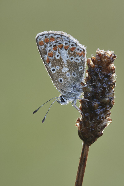 Image of a Brown Butterfly