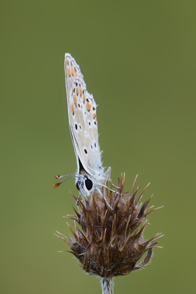 Image of a Brown Butterfly
