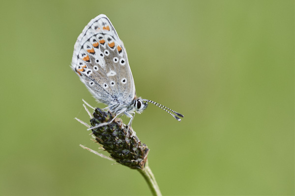 Image of a Brown Butterfly