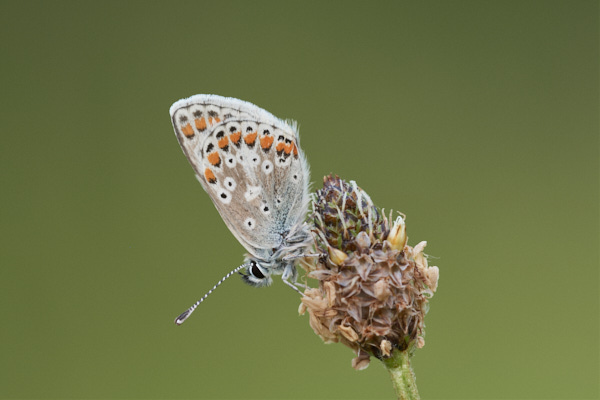 Image of a Brown Butterfly