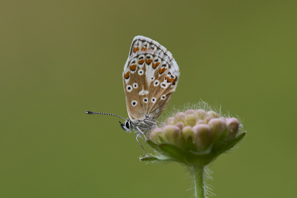 Image of a Brown Butterfly