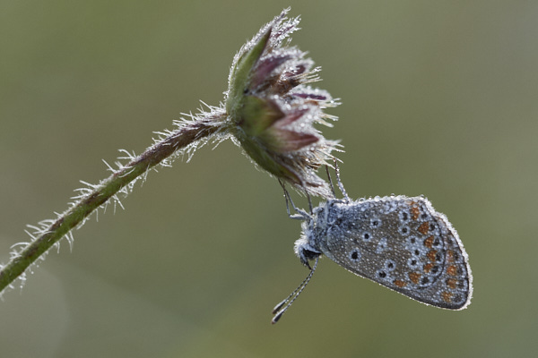 Image of a Brown Butterfly