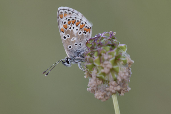 Image of a Brown Butterfly
