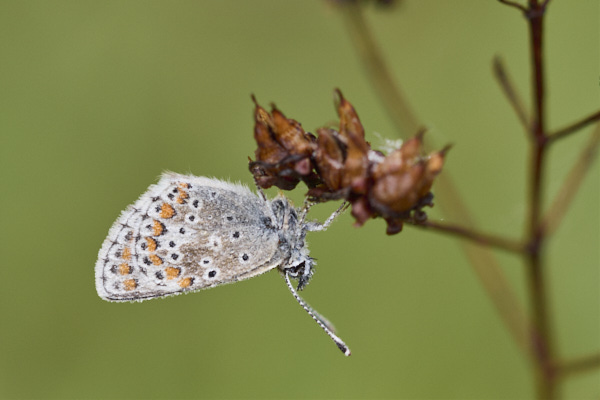 Image of a Brown Butterfly