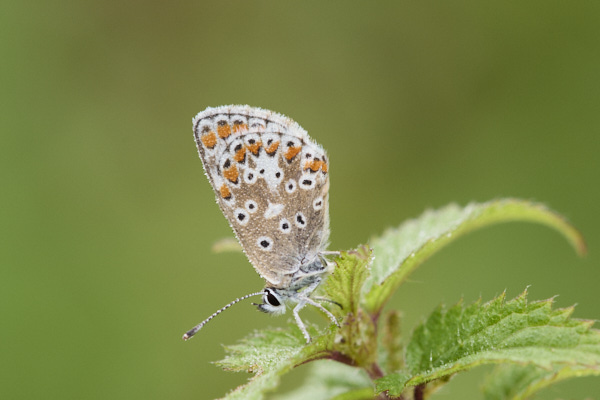 Image of a Brown Butterfly