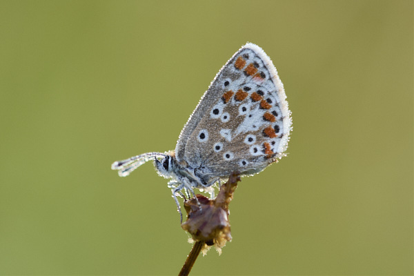 Image of a Brown Butterfly