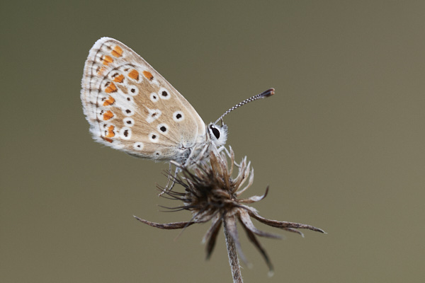 Image of a Brown Butterfly