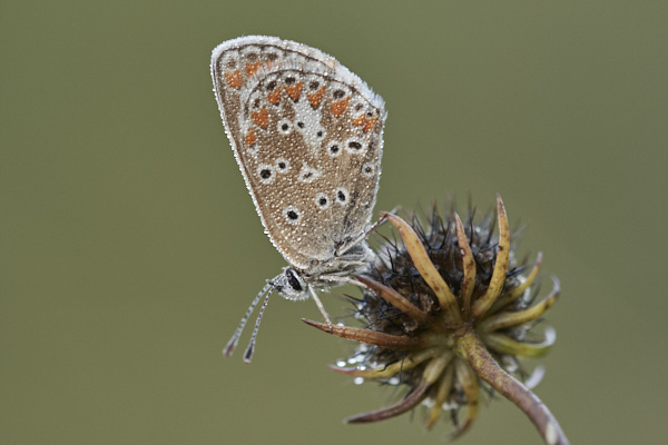 Image of a Brown Butterfly