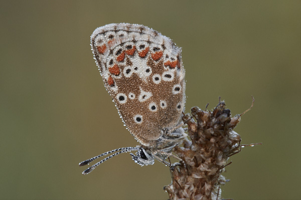 Image of a Brown Butterfly