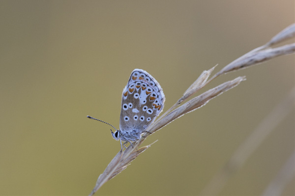 Image of a Brown Butterfly