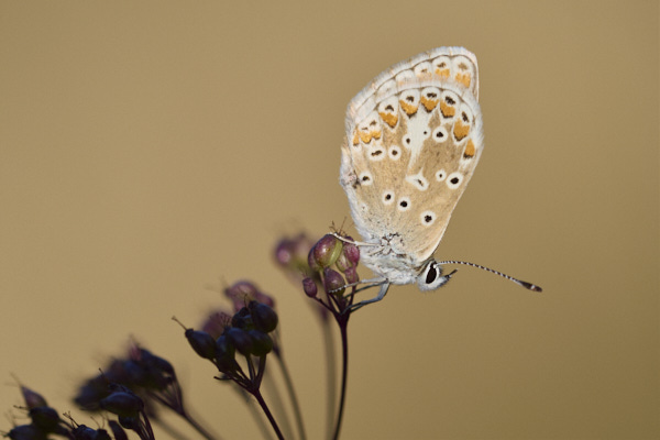 Image of a Brown Butterfly