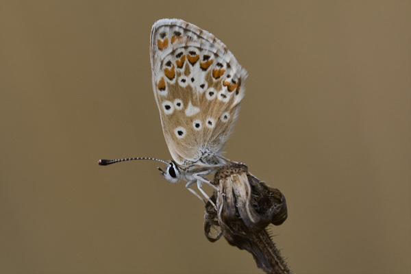 Image of a Brown Butterfly