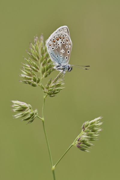 Image of a Blue Butterfly