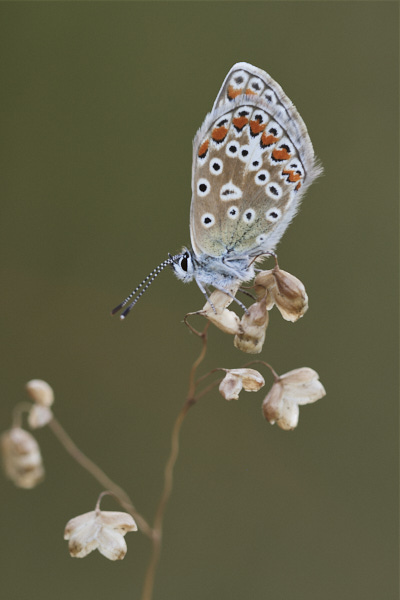 Image of a Blue Butterfly