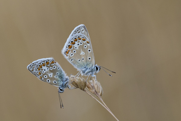 Image of a Blue Butterfly