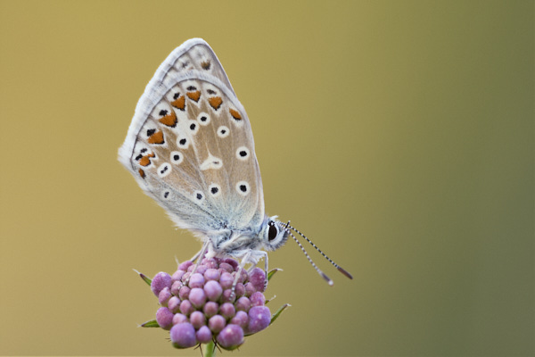 Image of a Blue Butterfly