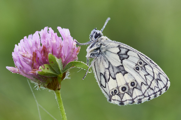 Image from Daneway Banks