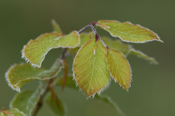Image from Daneway Banks