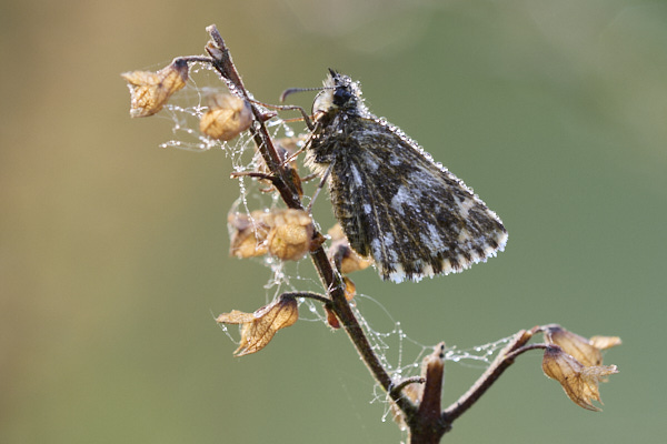 Image from Daneway Banks