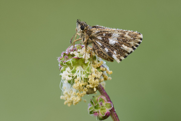 Image from Daneway Banks