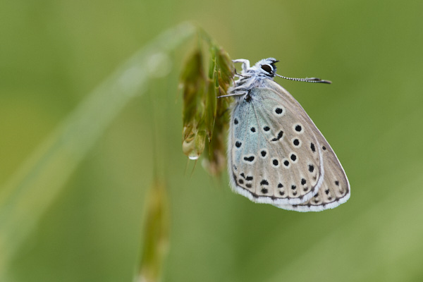 Image from Daneway Banks