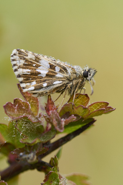 Image from Daneway Banks