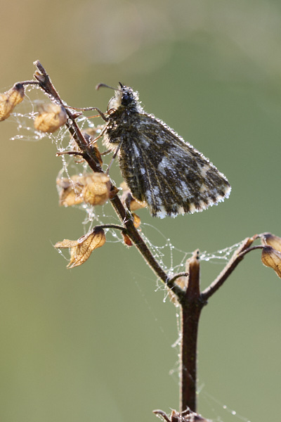 Image from Daneway Banks