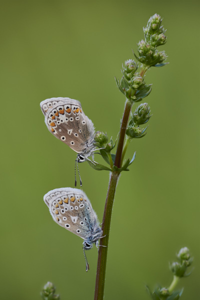 Image from Daneway Banks