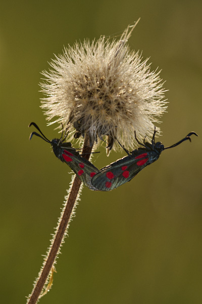 Image from Daneway Banks