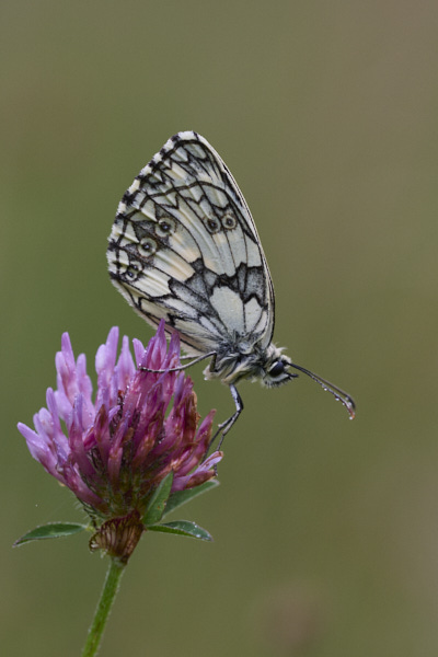 Image from Daneway Banks
