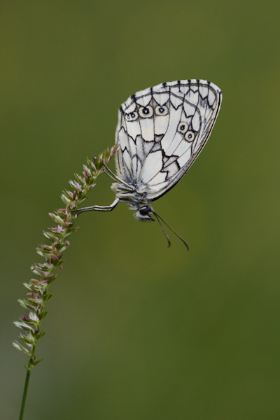 Image from Daneway Banks