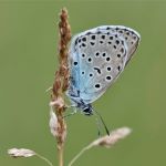 Large Blue